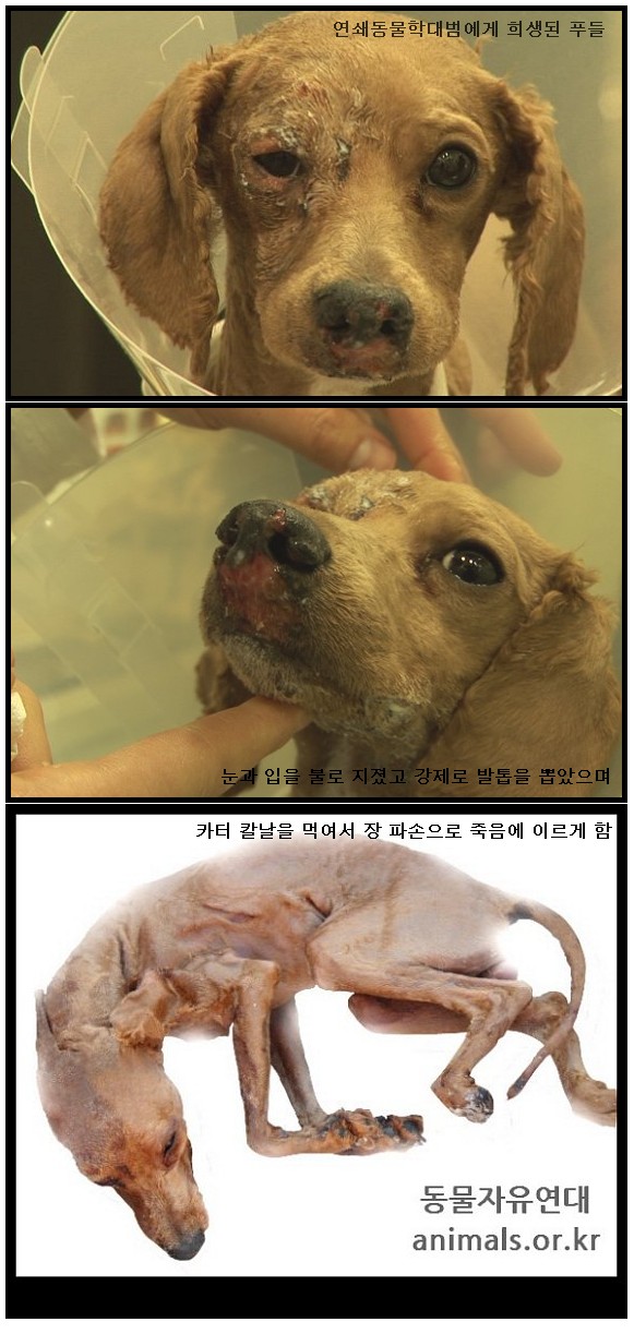 <font color=#D40A00>내일,동물학대범에 의해 죽은 푸들을 천국으로 인도해줄 분 자원해주세요.
