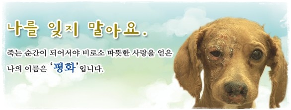 홈페이지 메인화면의 평화를 보며....