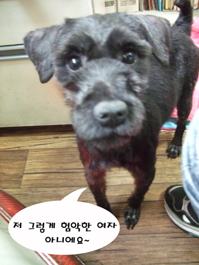 모두를 긴장하게 만들었던 학대견 네로(가명) 입소~!! 