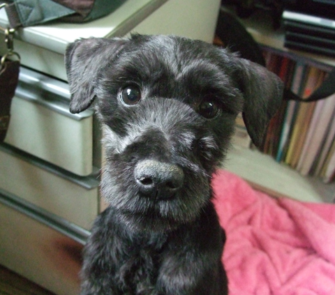 모두를 긴장하게 만들었던 학대견 네로(가명) 입소~!! 