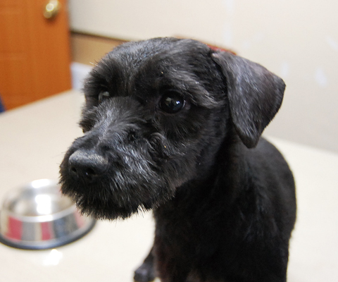 모두를 긴장하게 만들었던 학대견 네로(가명) 입소~!! 