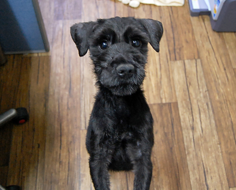 모두를 긴장하게 만들었던 학대견 네로(가명) 입소~!! 