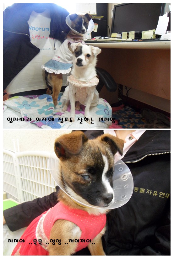 미미가 내일 수술을 합니다 ㅠ.ㅠ