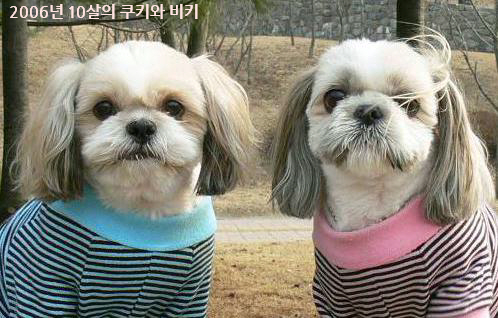 늙은 개와 함께 살며....