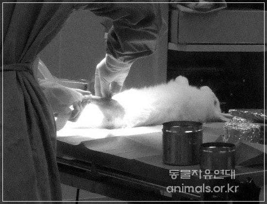 동물실험윤리위원회 시행 2년, 정부는 제대로 관리하라!