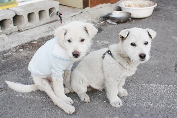 <font color=#156200>[공장에서 지내는 강아지들]임시보호및입양이 시급합니다!!