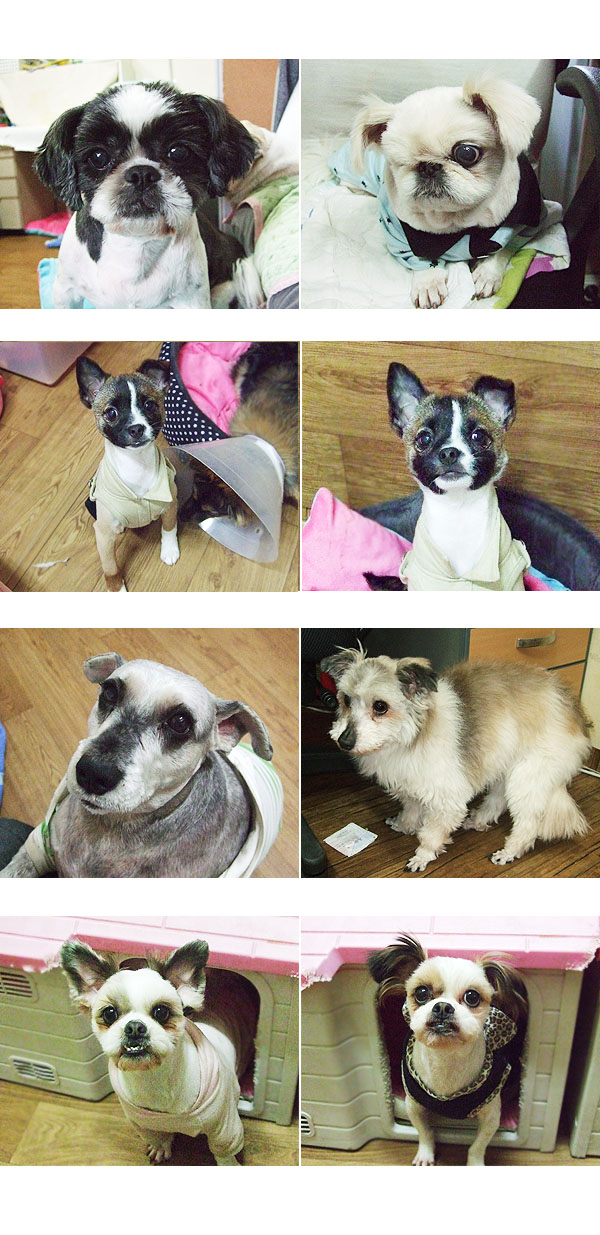 아가들 미용했어요>_<