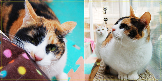 노랑이와 삐용이 입양갔어요^^*