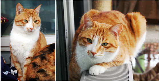 노랑이와 삐용이 입양갔어요^^*