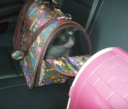 노랑이와 삐용이 입양갔어요^^*