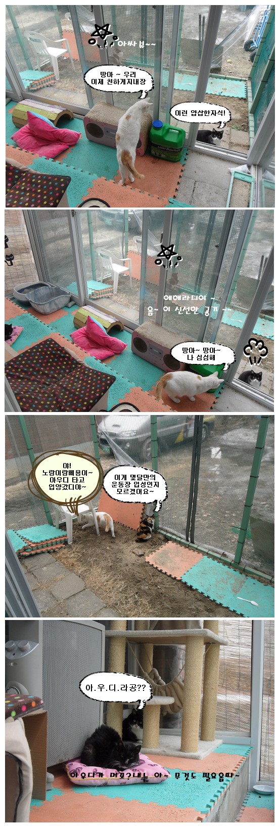 냥이방의 평화강림 ~!