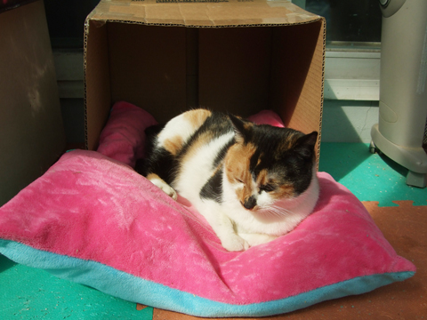 따사로운 햇볕아래 달냥이