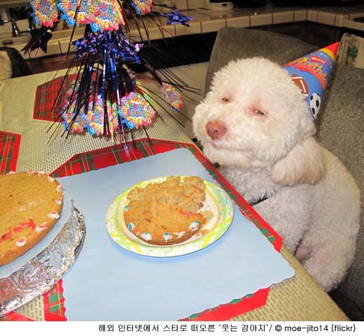 "생일 파티다, 아! 행복해" 감격한 강아지 '인기'