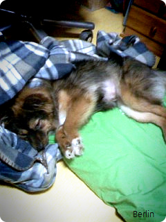 방금 도착한 베를린ㅎ