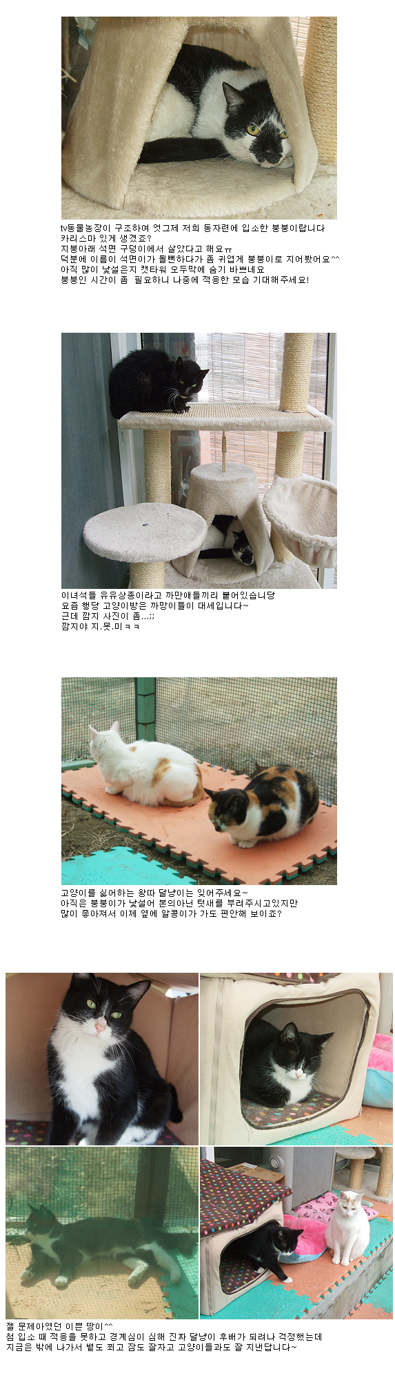 입소했어요!  붕붕이&고양이들 근황입니다^^