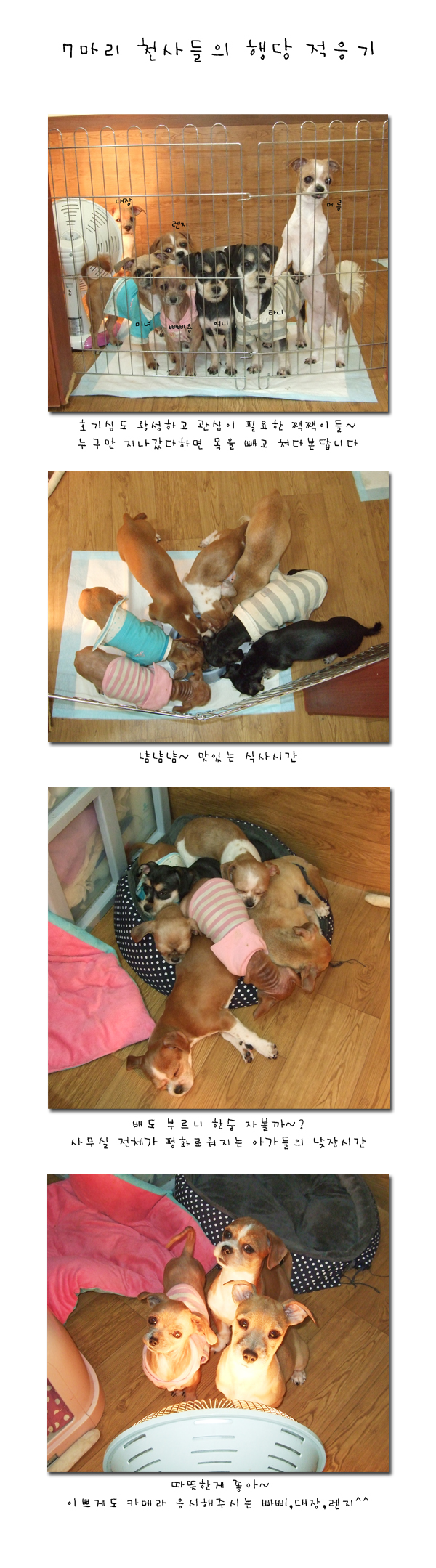 7마리 아가들 근황^^