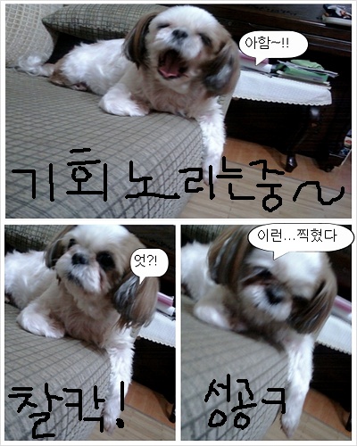 하품하는사랑이 엽사찍히다