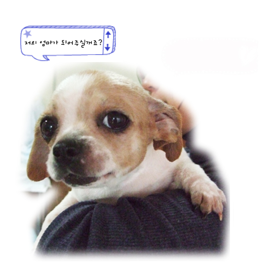 [5/2 입양동물의 날] 사무실 아가들 1일 부모!! 되어볼까요?