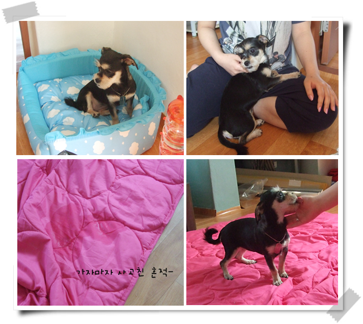 렌지와 여니가 입양을 갔답니당~