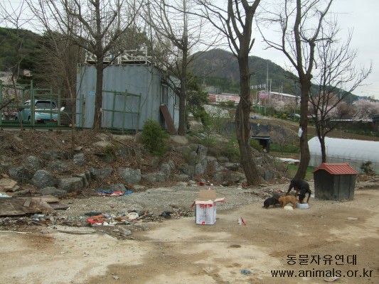 (시흥시 현장보고)방치된 도베르만 가족