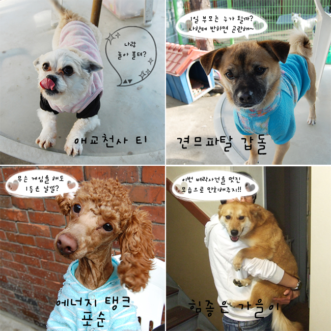 [입양동물의 날] 1일 부모되기 이벤트 추가신청 받습니다~ 