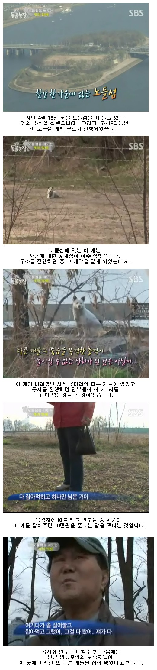 [25일 동물농장 방영]-노들섬을 떠 도는 개의 정체