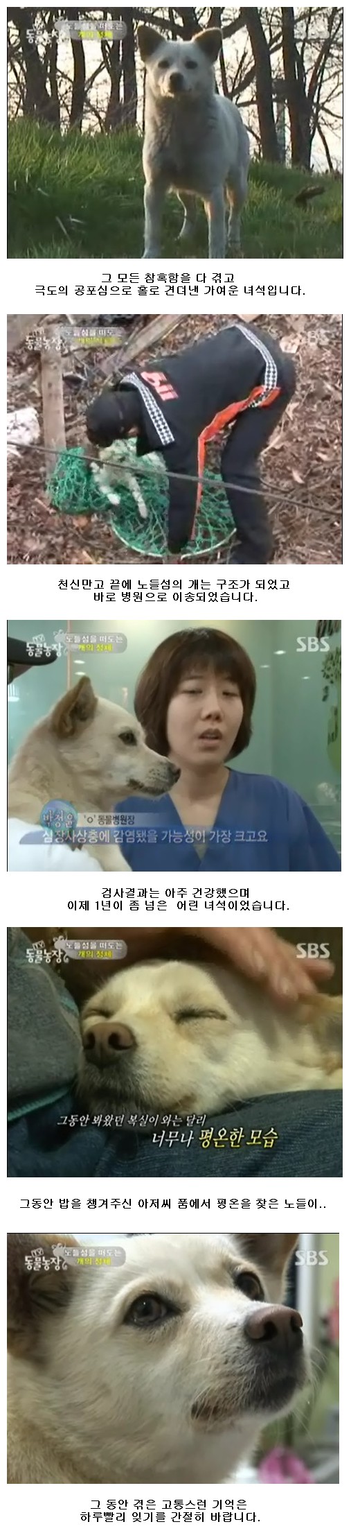 [25일 동물농장 방영]-노들섬을 떠 도는 개의 정체