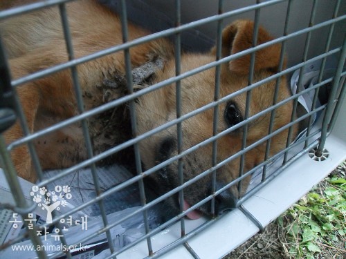 <font color=#D40A00>동물보호복지 콜센터 1577-0954 개설