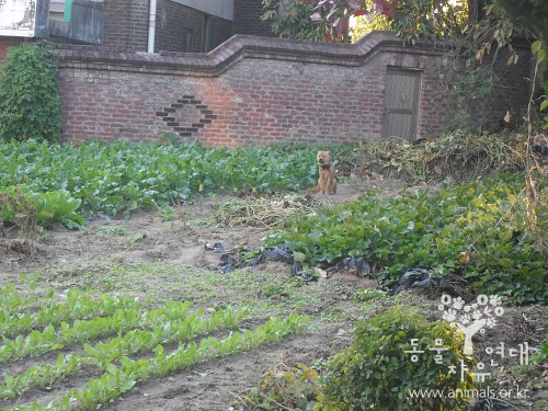 <font color=#D40A00>동물보호복지 콜센터 1577-0954 개설