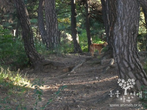 <font color=#D40A00>동물보호복지 콜센터 1577-0954 개설