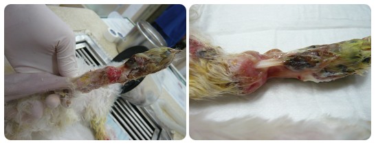 입양동물의 날~!!