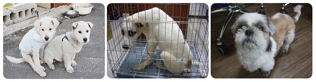 입양동물의 날~!!