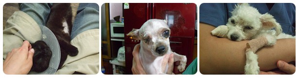 입양동물의 날~!!