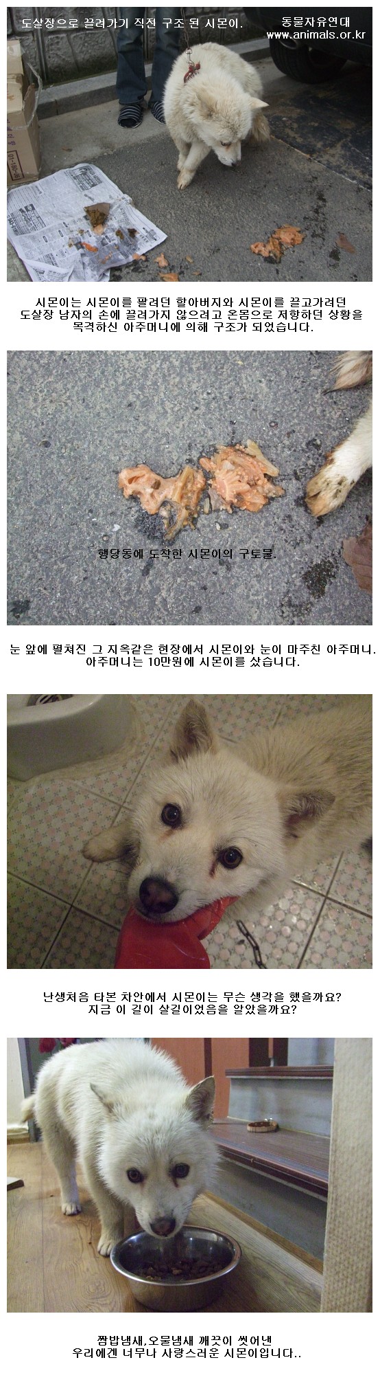 도살장에 팔려가기 직전 동아줄을 잡은 시몬이 이야기.