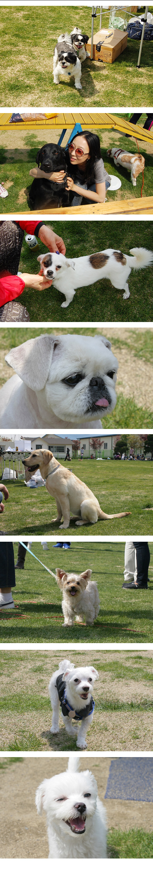 [입양동물의 날] 반려견들 사진^^