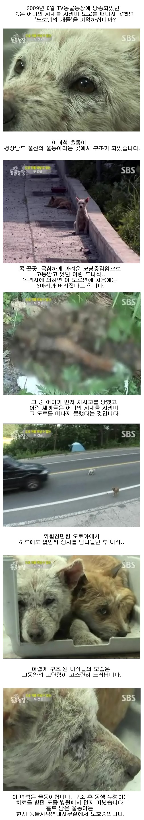 2009년 동물농장방영 '도로위의 개'를 기억하십니까?