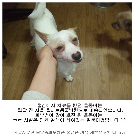 2009년 동물농장방영 '도로위의 개'를 기억하십니까?