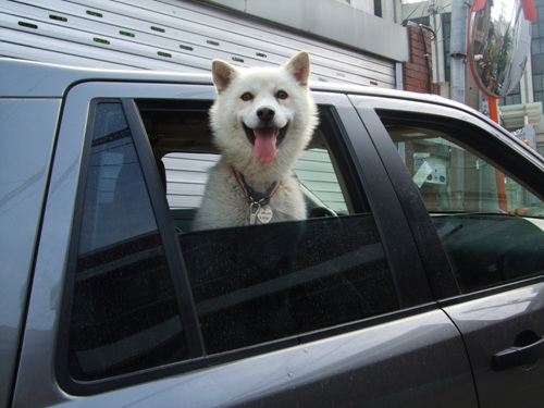 안녕 내 사랑 시몬