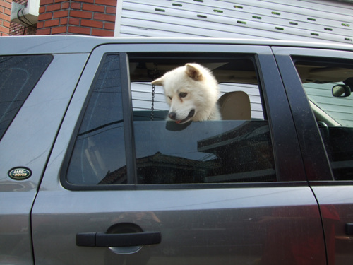 안녕 내 사랑 시몬