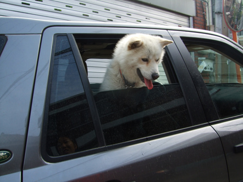 안녕 내 사랑 시몬