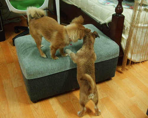 대장이 입양기^^