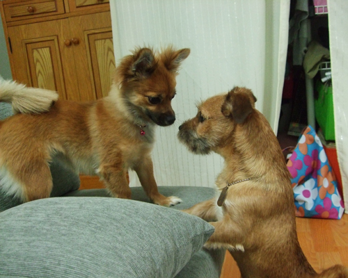 대장이 입양기^^