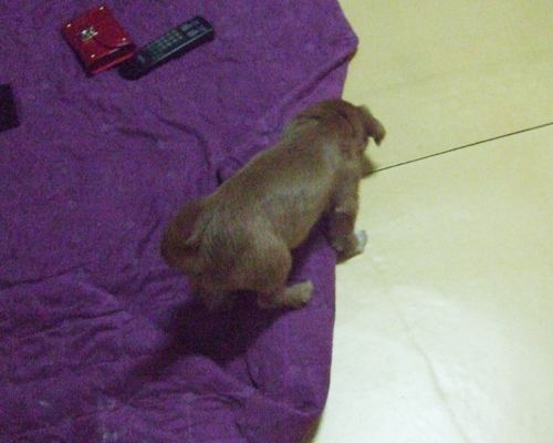 빠삐~빠삐~ 빠삐용♬ 