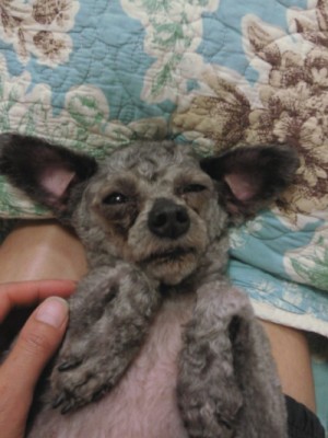 강릉의 누더기견이 오늘 상경하였습니다~!!