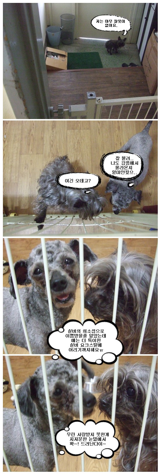 기가 막히고 코가 막히는 요크셔의 깜짝 등장 ㅠ.ㅠ