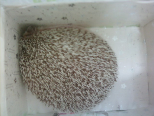 럭셔리 고슴도치 아리 여왕님