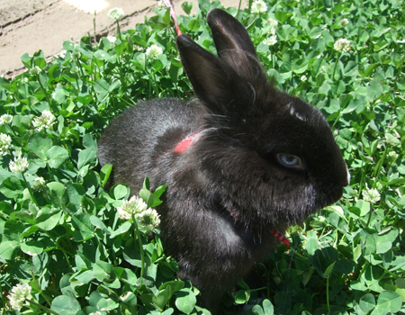 산책하는 미토^^