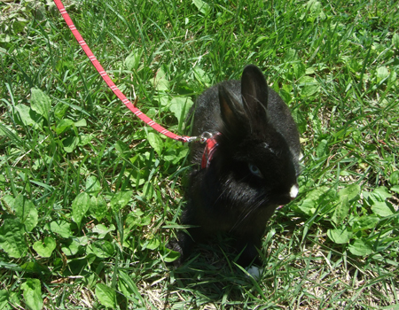 산책하는 미토^^