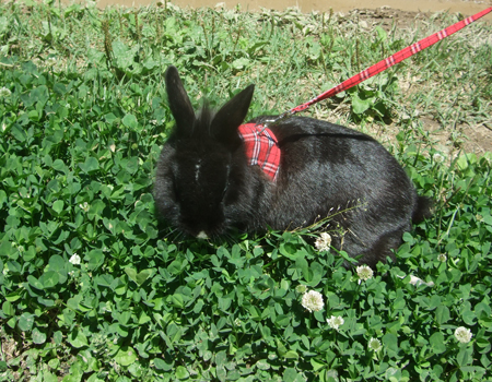 산책하는 미토^^