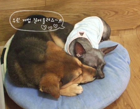 바니와 윌리엄의 은근한 조화^^